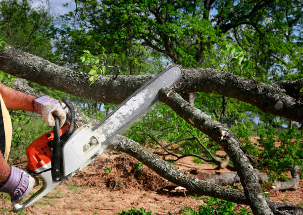 Best Tree Removal  in Holts Summit, MO